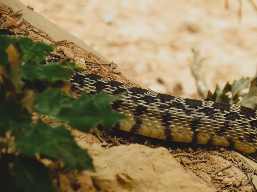 A friendly snake in Bryce Canyon